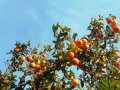 Orange Fair & Orange Days (Vall de Sóller)